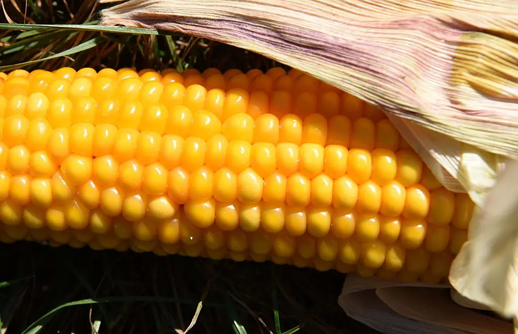 Autorizan contingente arancelario de 800 mil toneladas de maíz amarillo