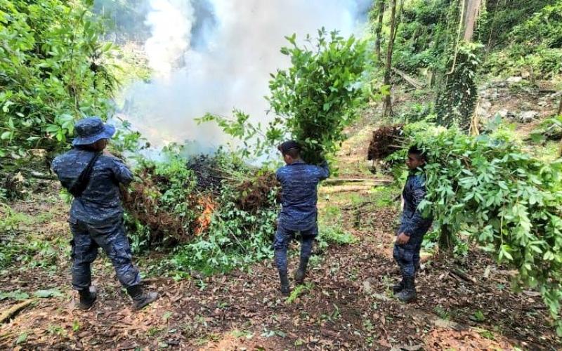 Suman 120 mil arbustos de coca erradicados en San Luis, Petén