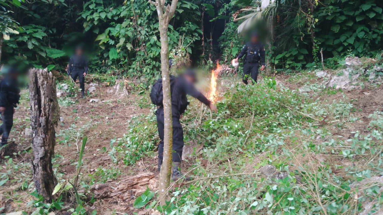 Erradican arbustos de coca valorados en 1.6 millones de quetzales