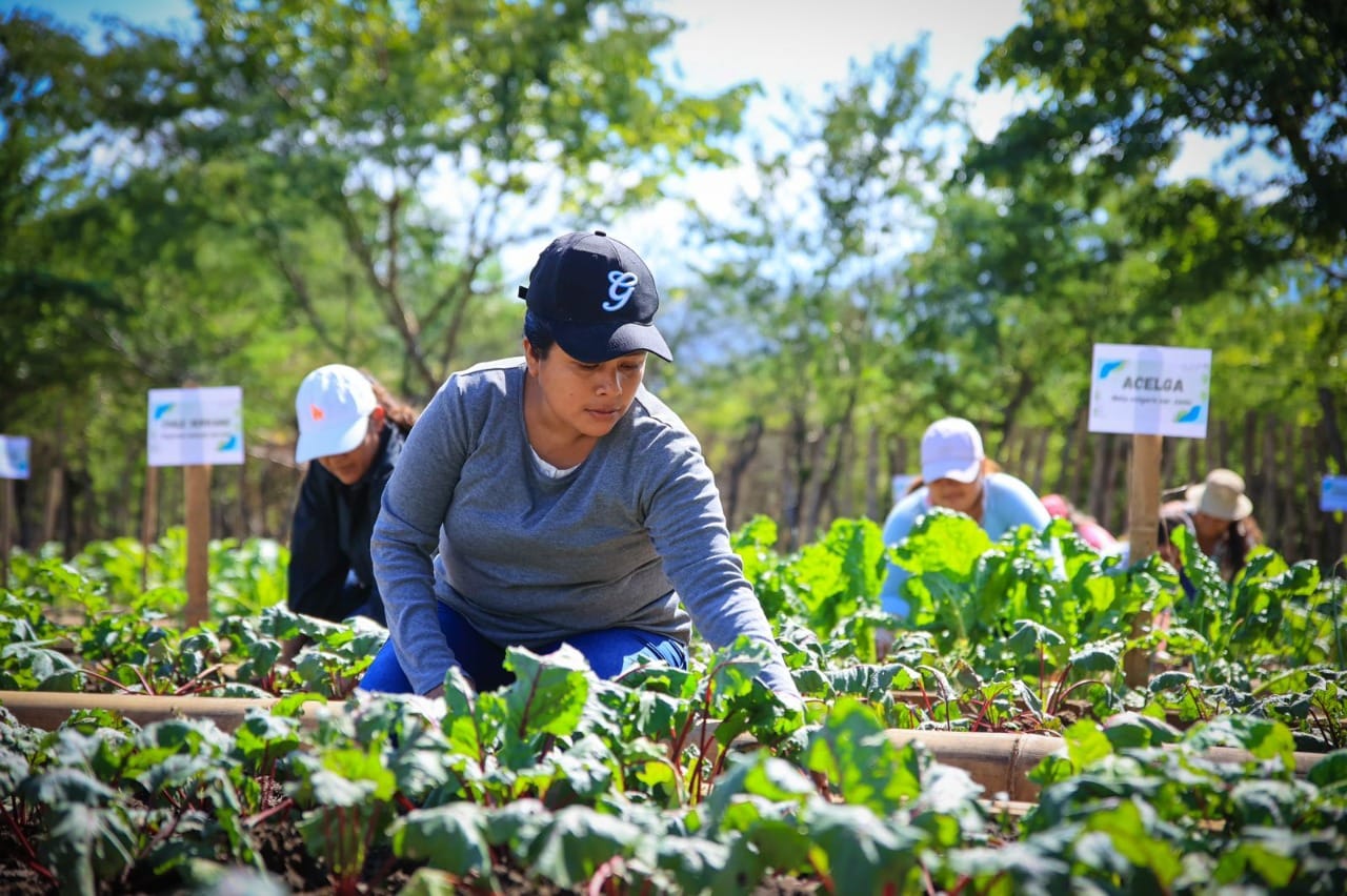 Producción de alimentos en huerto comunal de El Jícaro, El Progreso. /Foto: MAGA