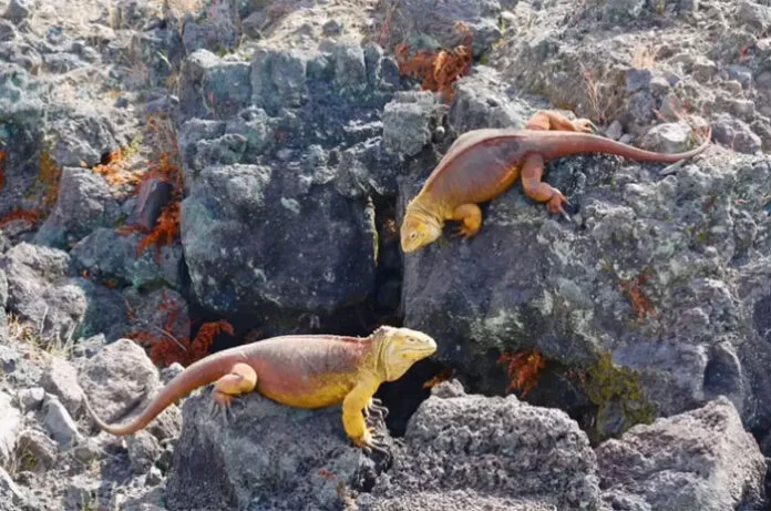 Cifran en 46 mil la población de iguanas amarillas en isla de las Galápagos