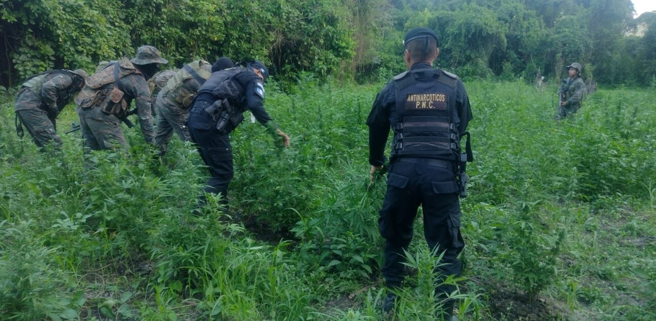 Suman 48 mil matas de marihuana erradicadas en Sayaxché