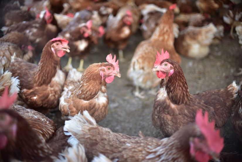 Autoridades recomiendan evitar la caza de aves silvestres para evitar casos de influenza aviar. /Foto: MAGA