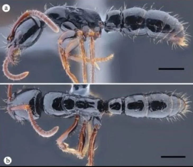 Describen dos nuevas especies de insectos en Ecuador