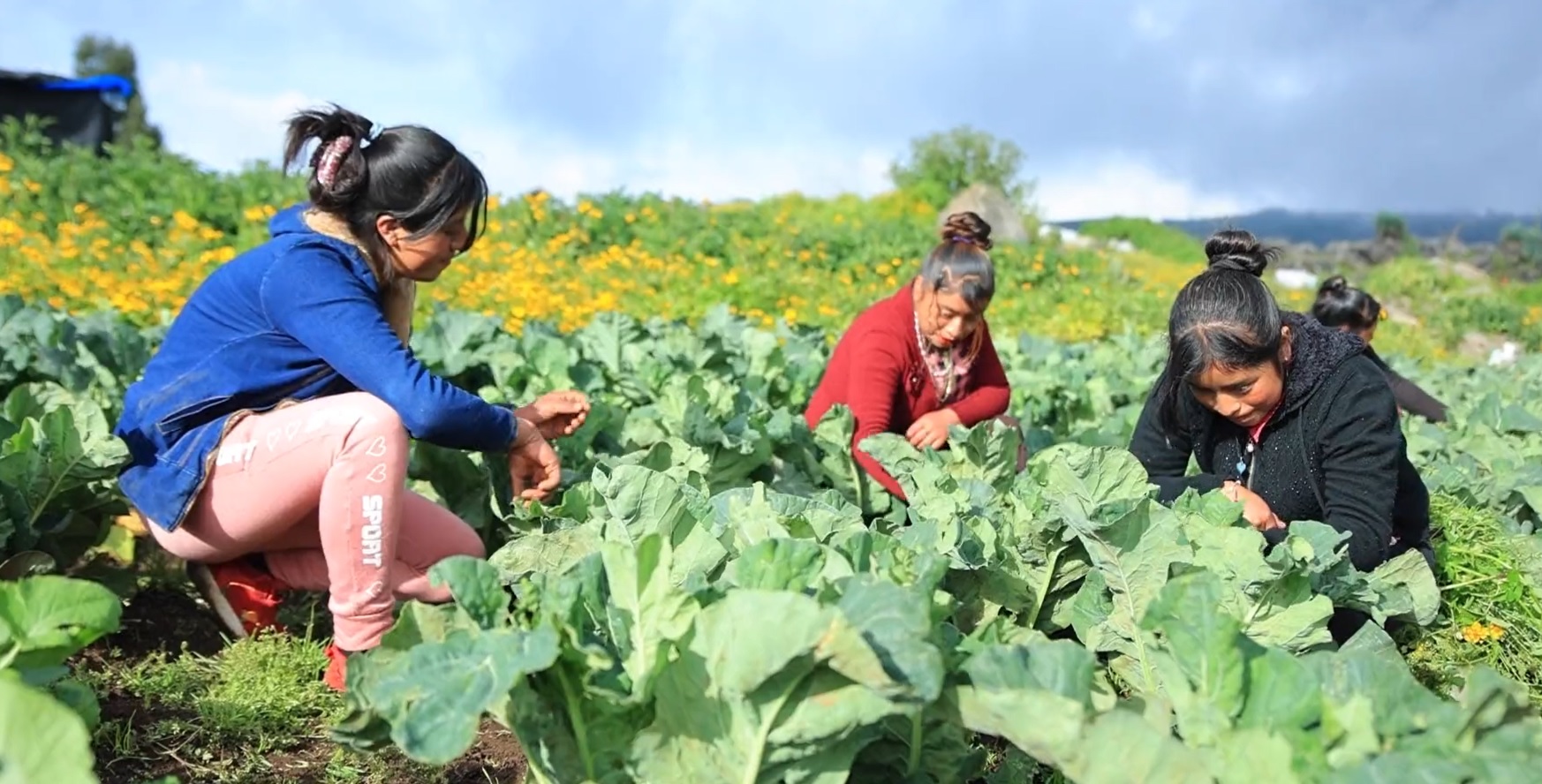 MAGA promueve el involucramiento de jóvenes en la producción agrícola