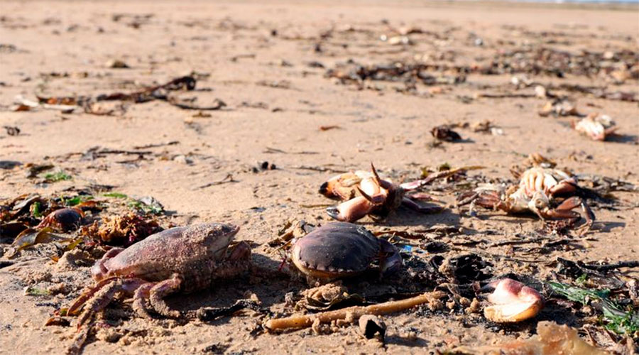 Inglaterra investiga la muerte de miles de cangrejos y langostas