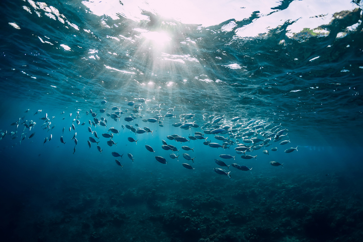 Calentamiento del mar reducirá el tamaño de los peces, según un estudio