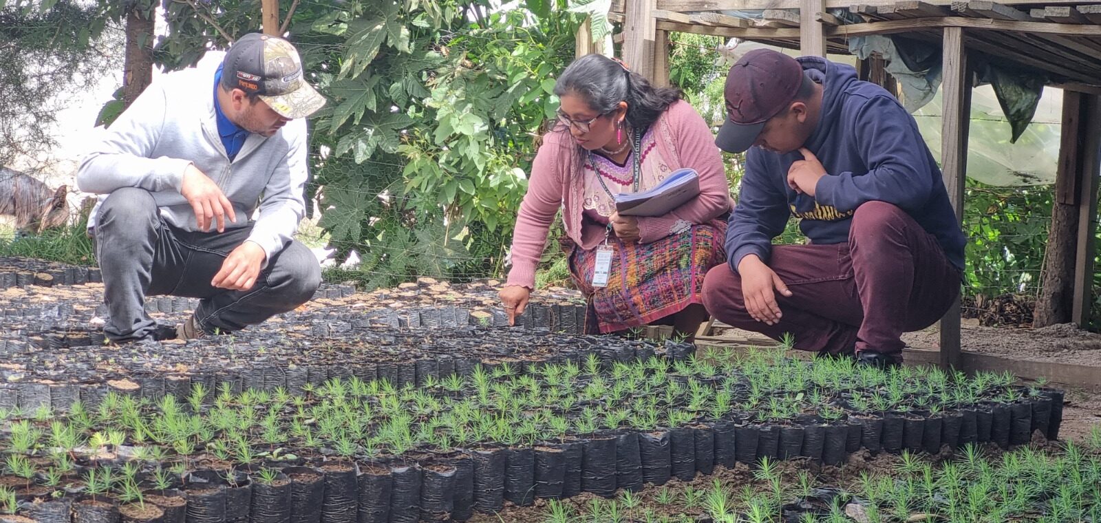 Inab ejecuta acciones para el desarrollo y legalidad forestal en Chimaltenango