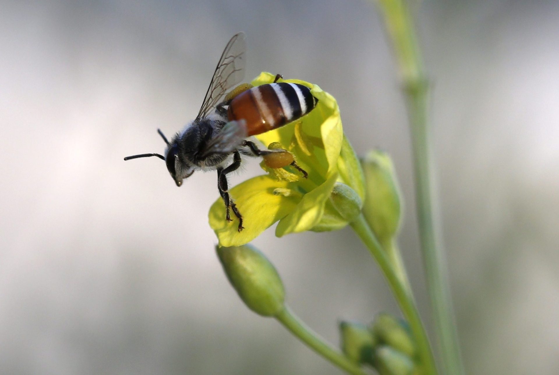 Más de un tercio de especies y ecosistemas en Estados Unidos en riesgo de desaparecer