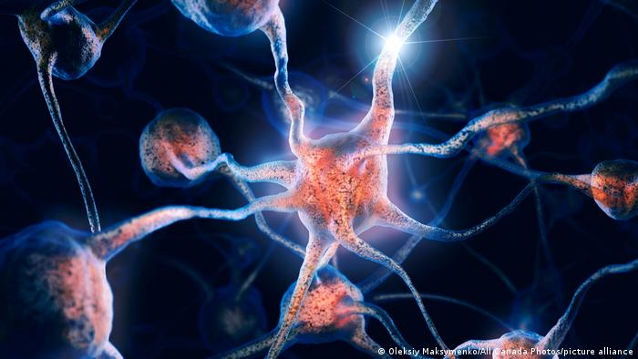 Descubren mecanismo que usan las neuronas del cerebro para repararse