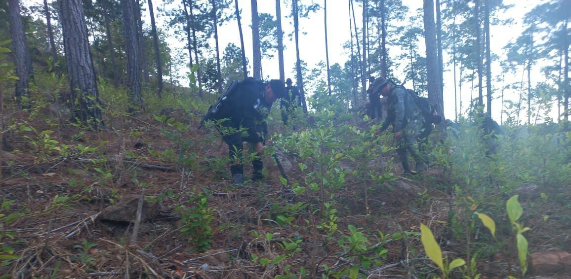 Más de 226 mil arbustos de coca erradicados en Chiquimula