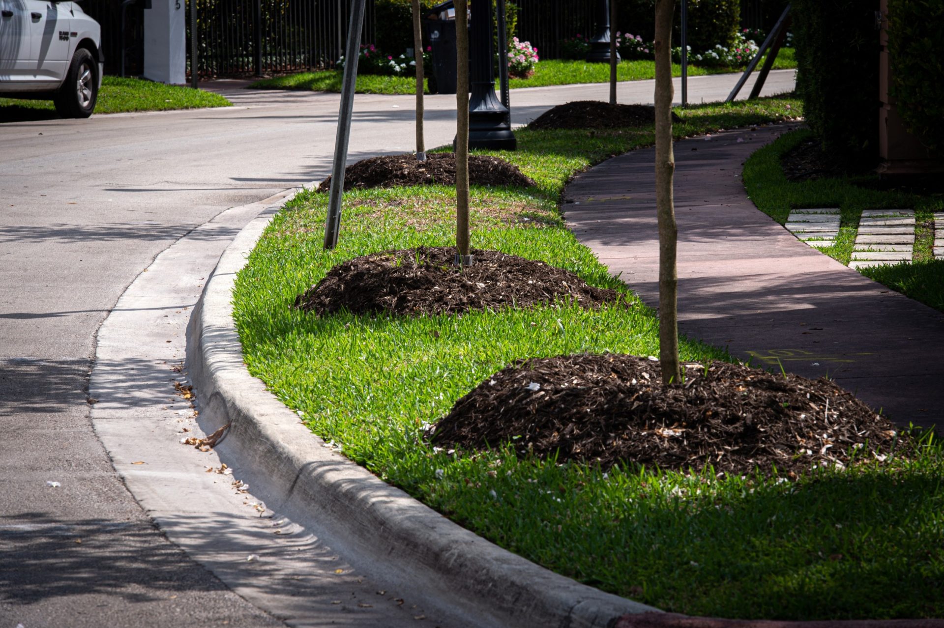 Plantar más árboles reduciría en un tercio muertes en verano en ciudades