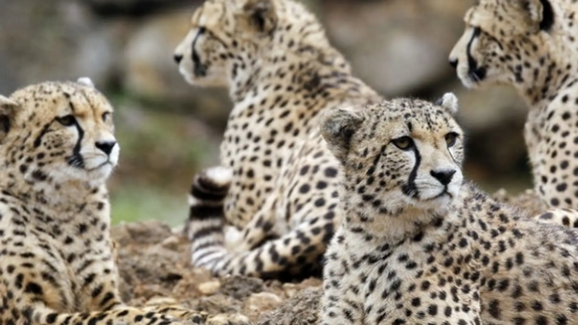 Aterrizan 12 guepardos en India para recuperación de la especie