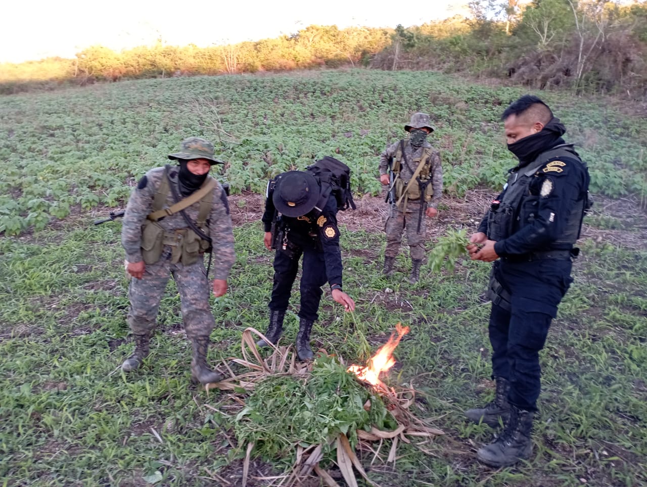 Erradican marihuana valorada en más de 3 millones de quetzales