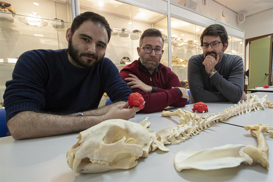 Guepardo americano, un felino extinto fascinante