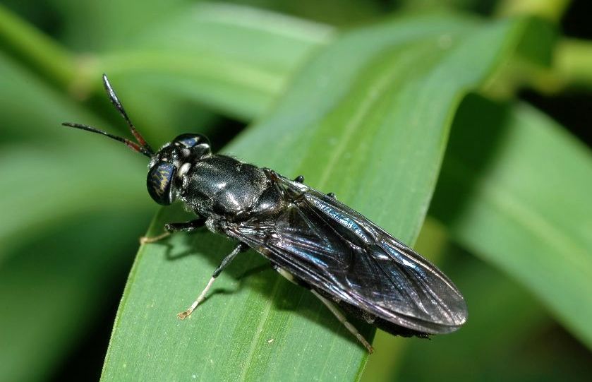 Estudian capacidad de una mosca para biotransformar residuos