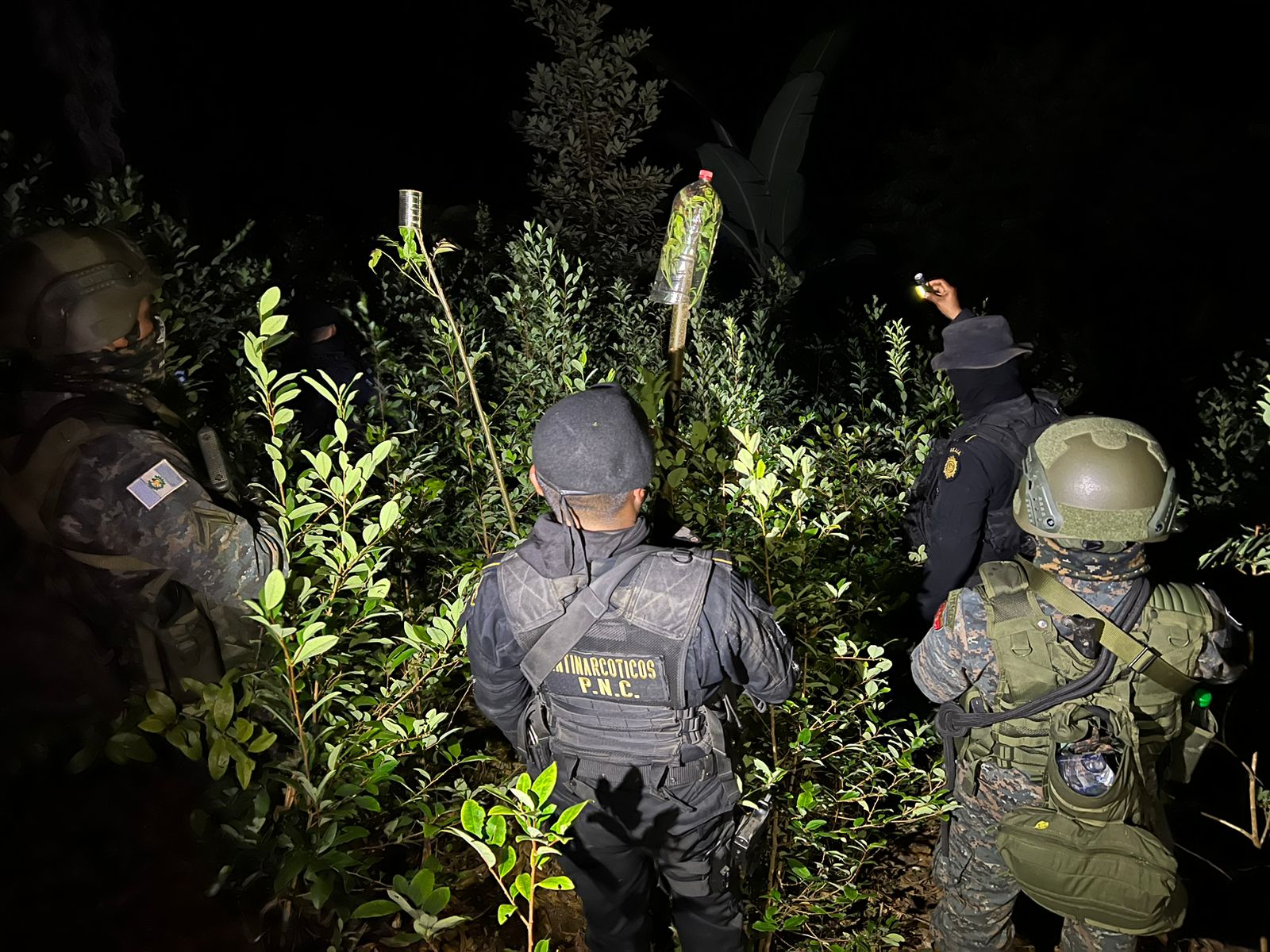 Más de 62 mil arbustos de coca erradicadas en Alta Verapaz