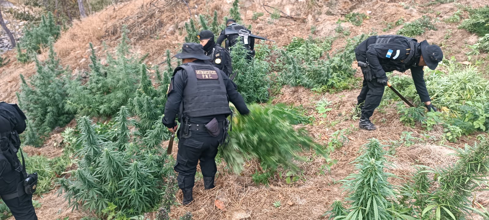 PNC erradica más de 5 mil matas de marihuana en Huehuetenango