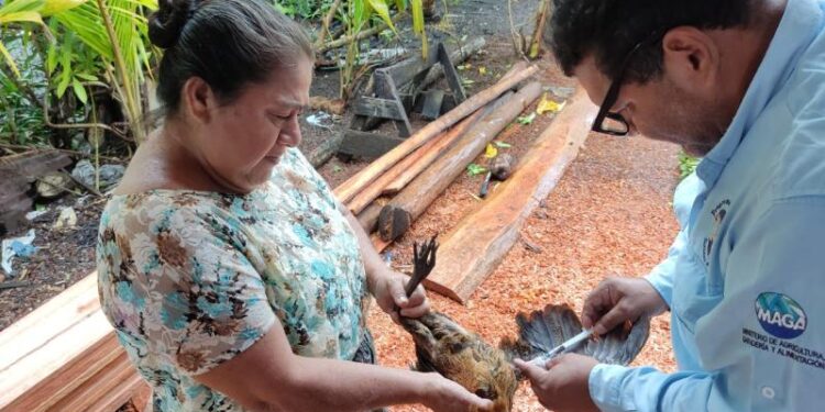 Guatemala refuerza vigilancia ante caso de influenza aviar