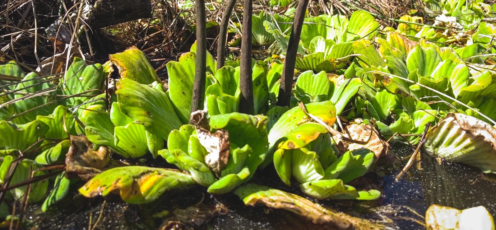 Avanza proyecto de restauración del ecosistema manglar