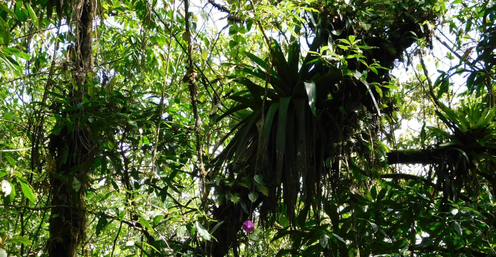 Inab evalúa proyectos de incentivos forestales en Huehuetenango