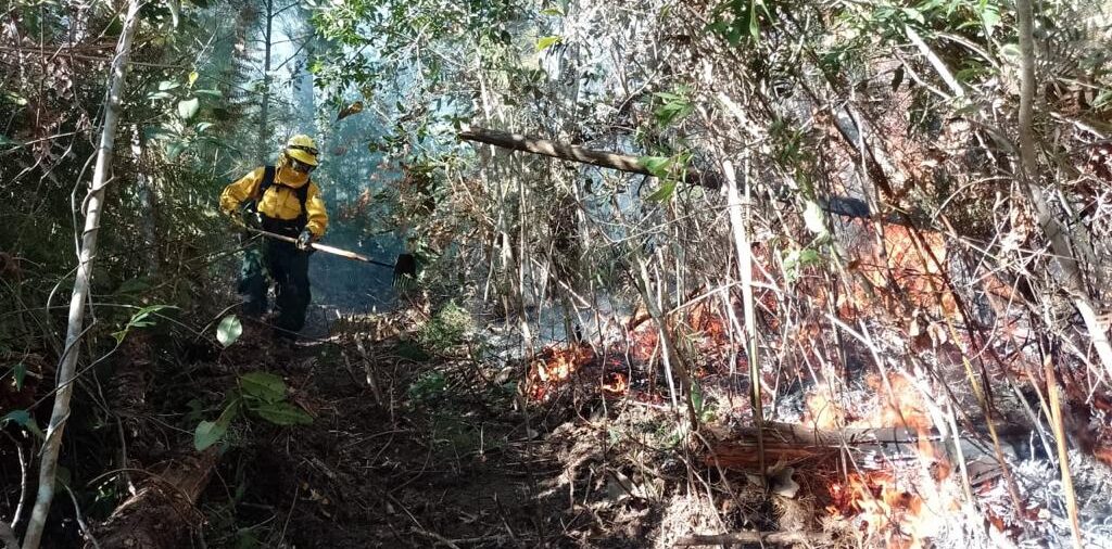 Extinguen incendio forestal en Casillas