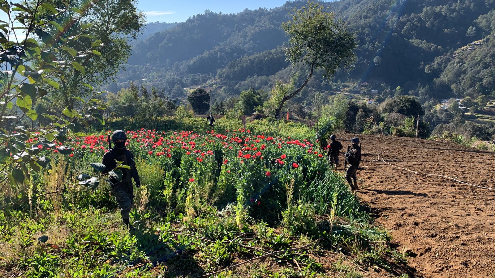 Ejército localiza plantación de amapola en San Marcos