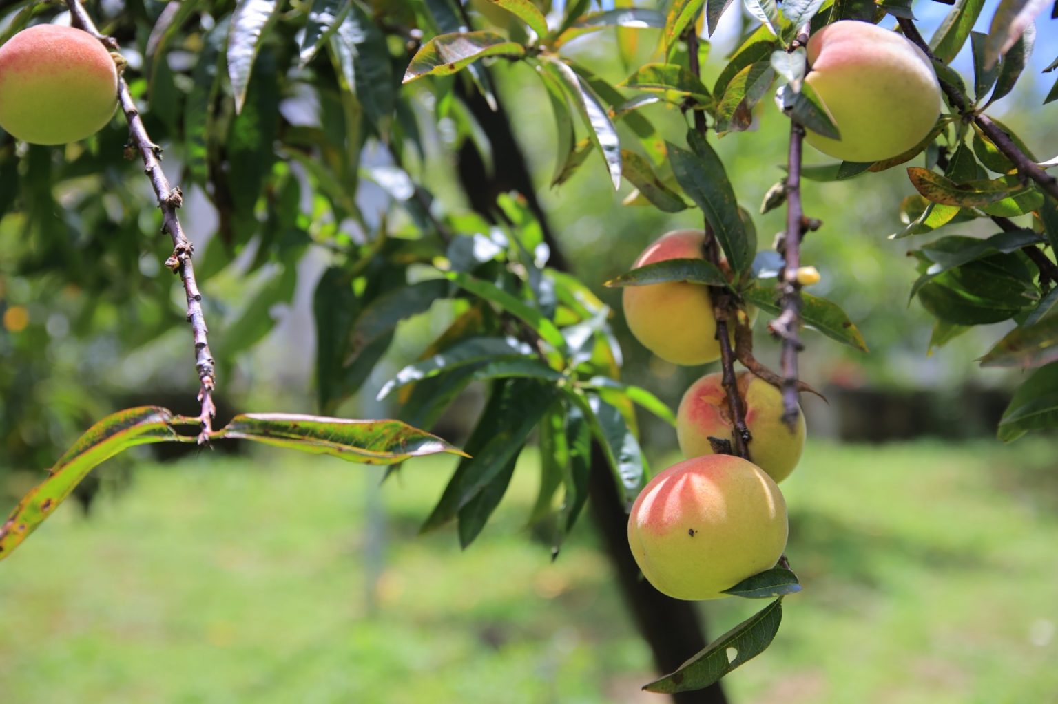 MAGA presenta análisis agroclimático por temporada seca y fría
