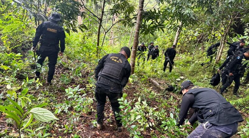 Policías erradicaron más de 50 mil arbustos de coca. /Foto: PNC