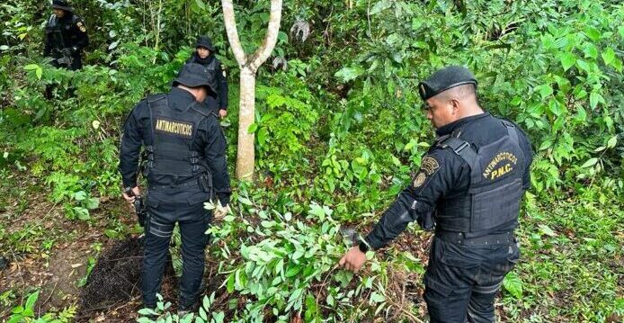 Erradicación de plantaciones en combate al narcotráfico. /Foto: Mingob