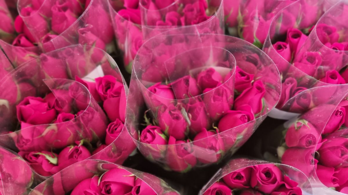 Guatemala exporta unos 8 millones de rosas en San Valentín