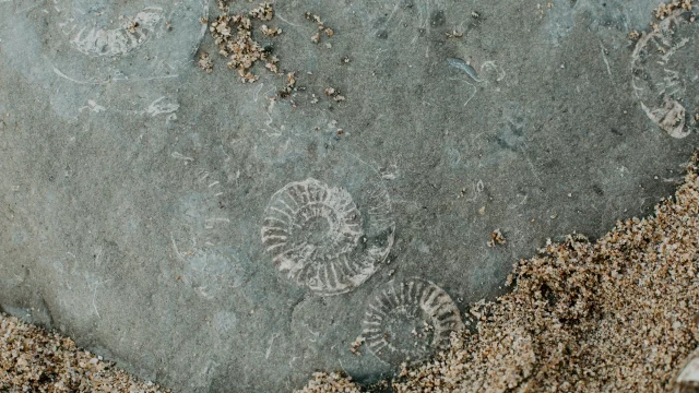 Fósiles revelan cómo surgió la biodiversidad actual hace 15 millones de años