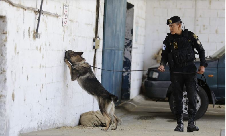 Agentes caninos culminaron su proceso de adiestramiento. /Foto: Mingob