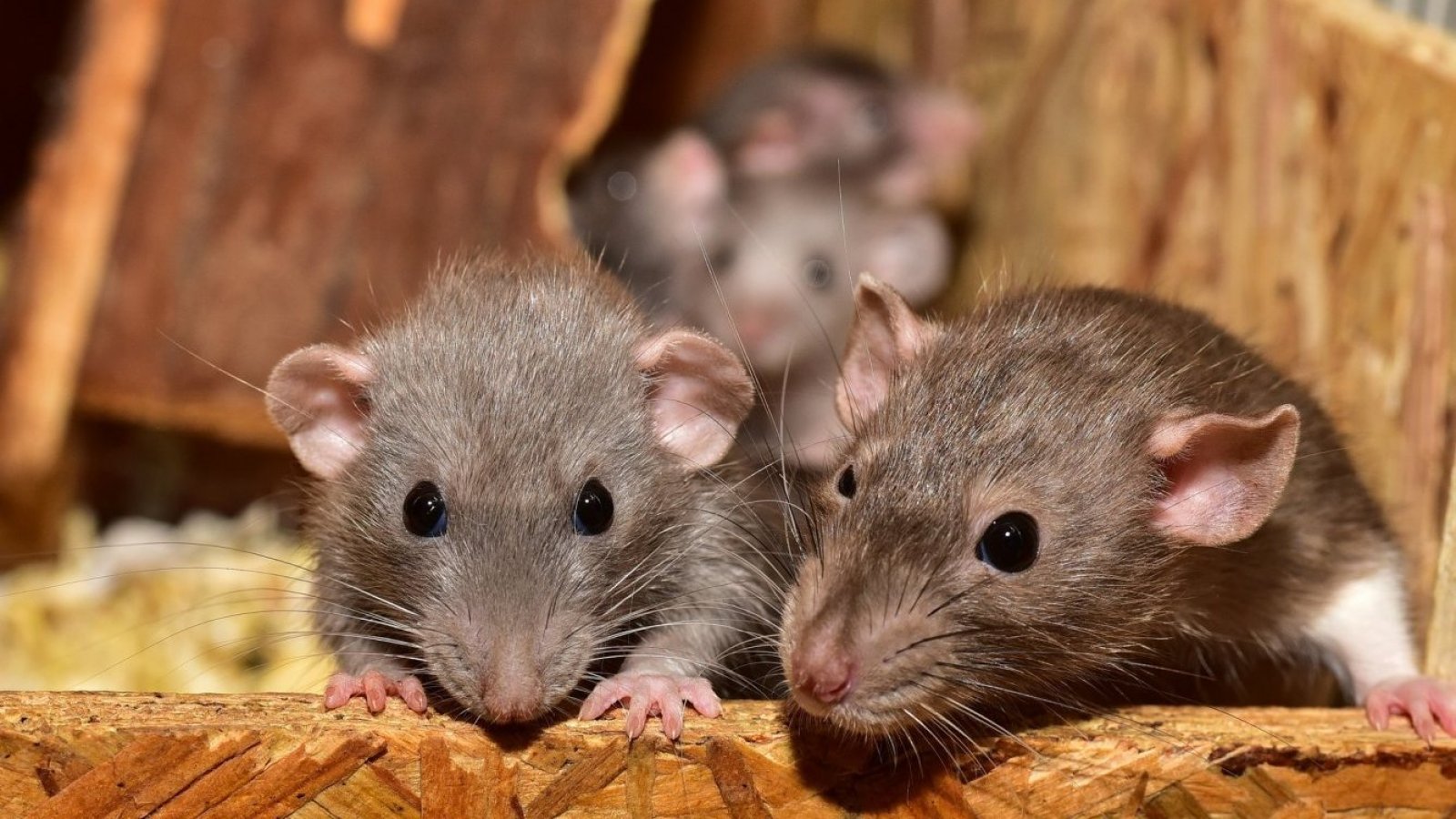 Organoides cerebrales trasplantados a ratas responden a estímulos visuales