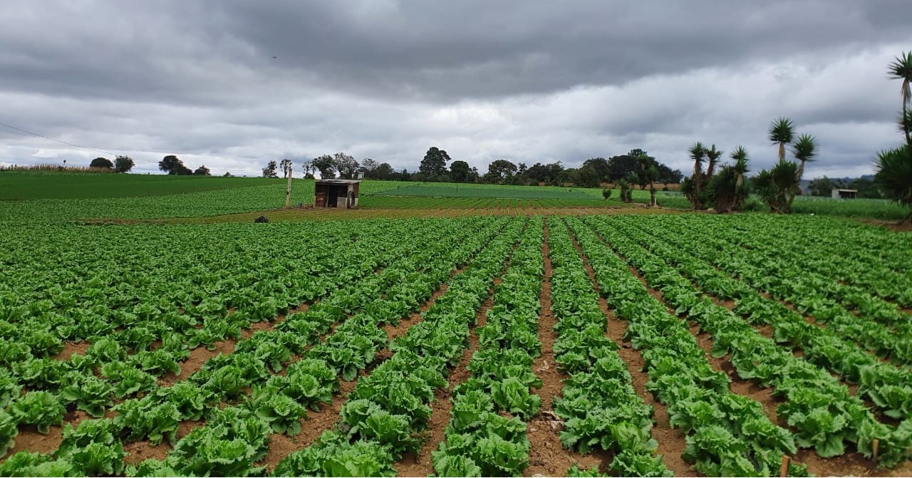 Corea y Chile buscan apoyar el crecimiento del sector agrícola. /Foto: Maga