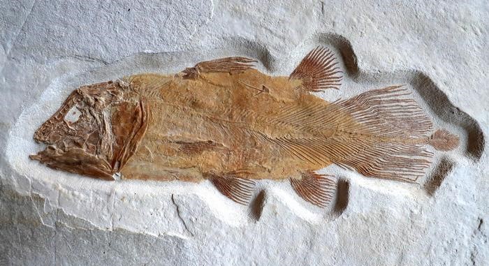 Hallan proteínas preservadas en fósiles de peces de hace 15 millones de años