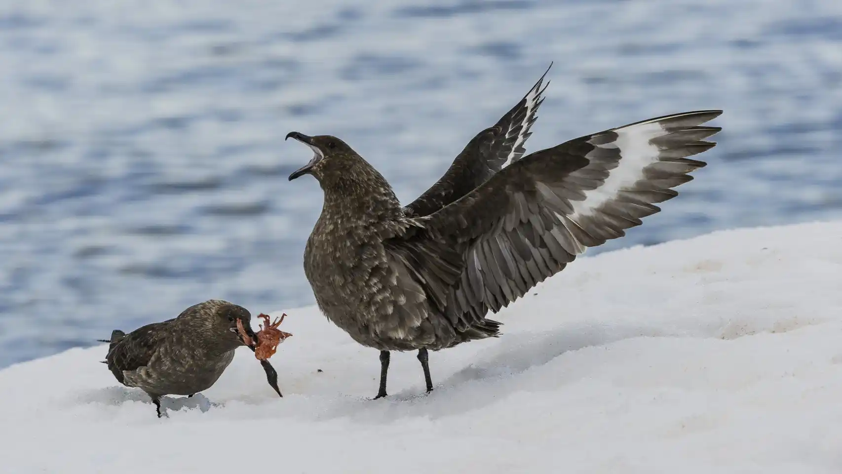 Aves marinas antárticas no se reproducen por tormentas extremas