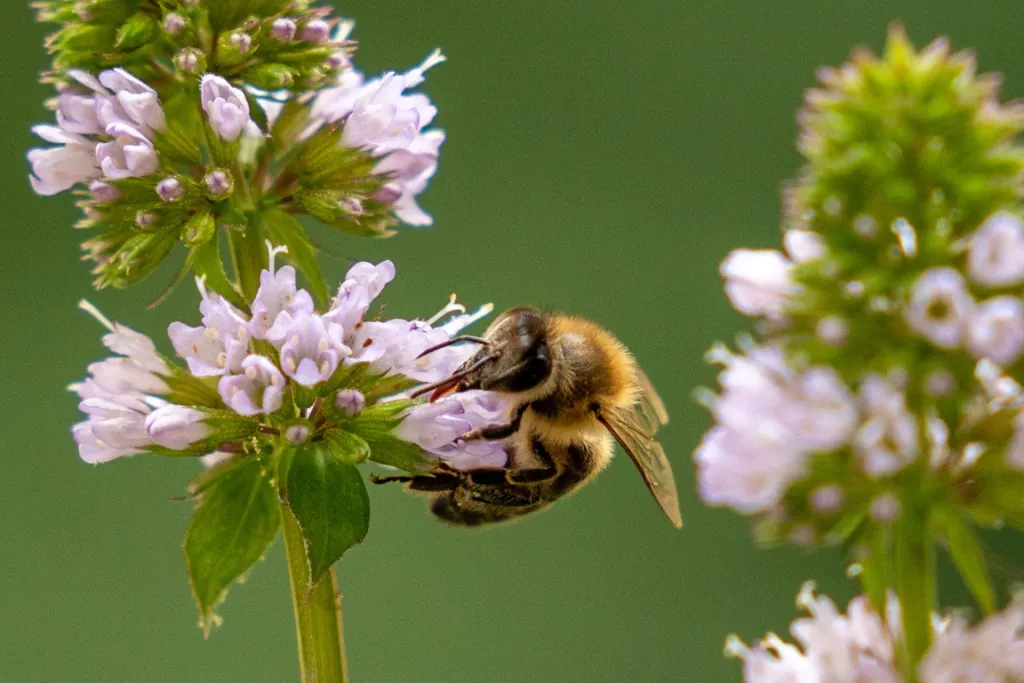 Contaminación atmosférica dificulta el apareamiento de insectos