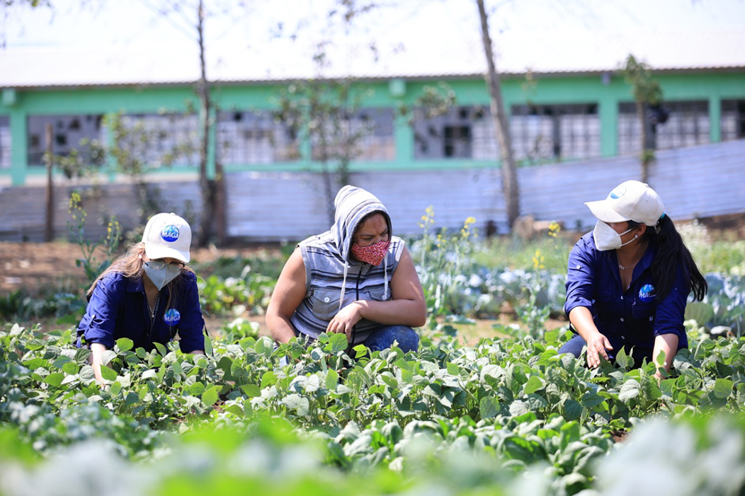 Potencian agricultura sostenible para promoción en mercado europeo
