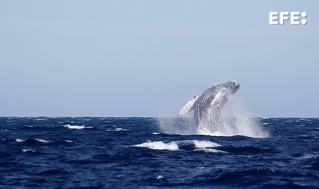 Ballenas dentadas usan sonidos graves para cazar en las profundidades