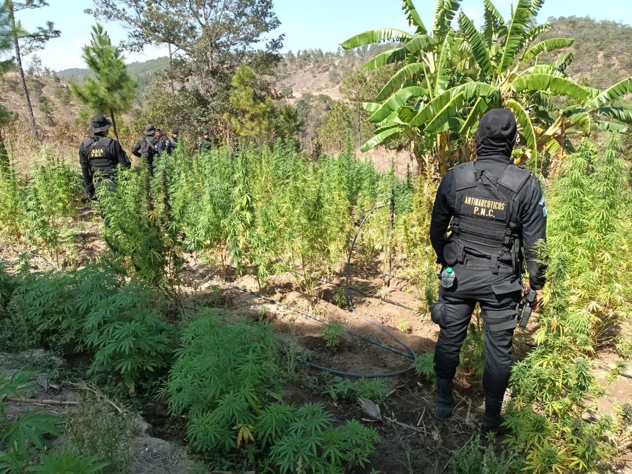 Eliminan plantaciones ilícitas en tres departamentos del país