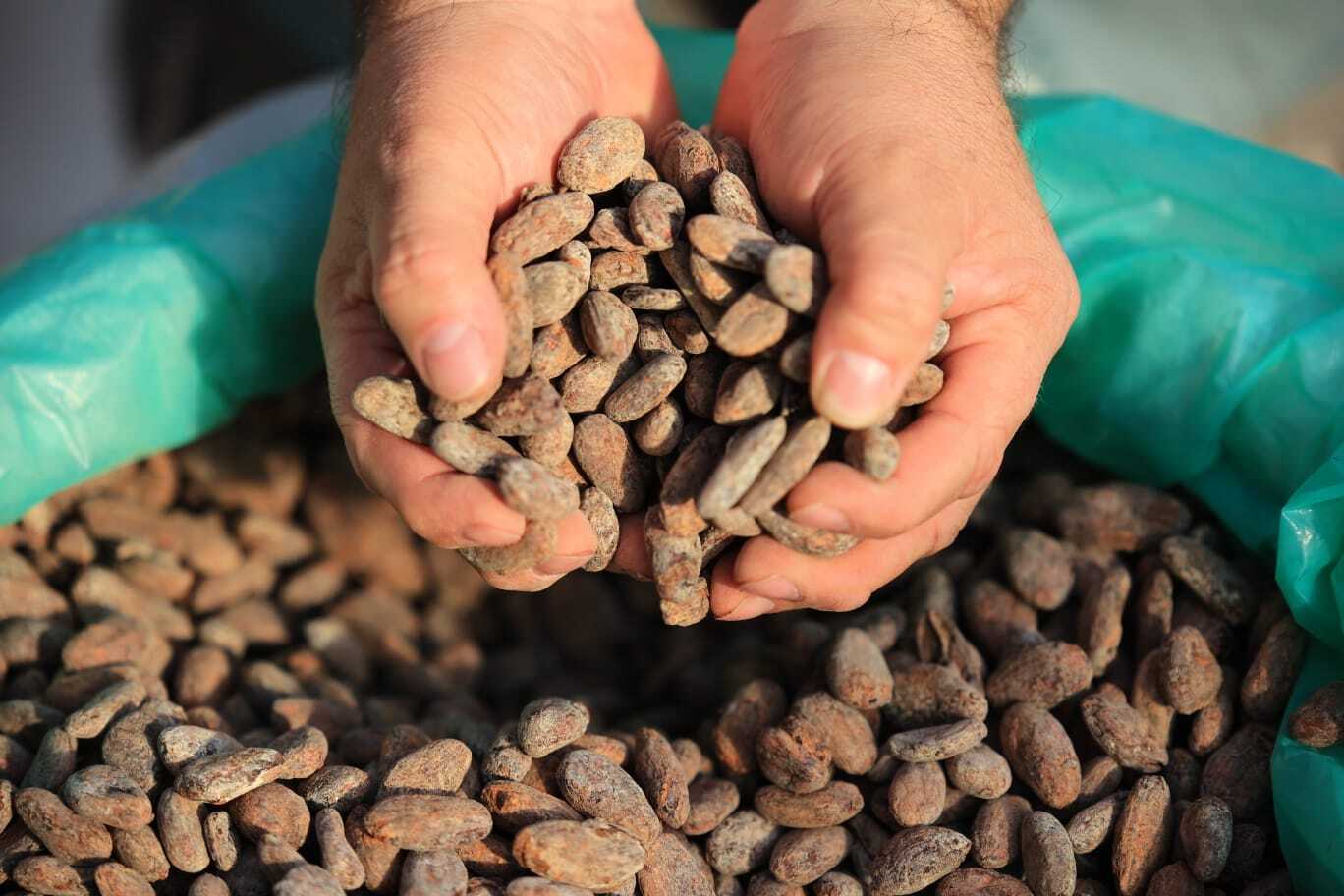 Santa Catalina La Tinta cuenta con infraestructura para producción de cacao