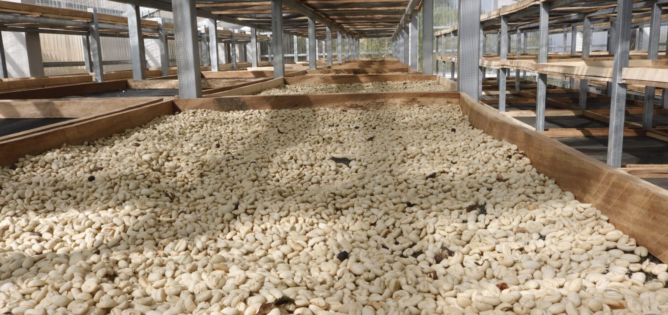 MAGA apoya a pequeños productores de café en Baja Verapaz