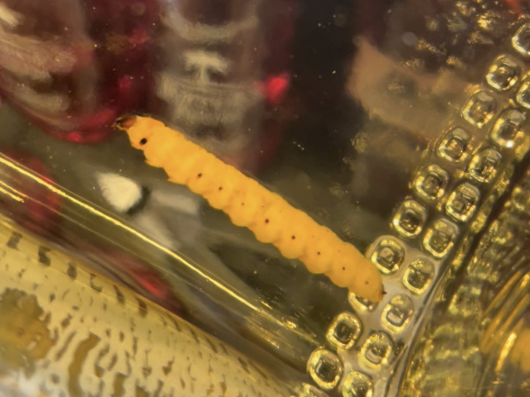 Científicos identifican al “gusano” del mezcal