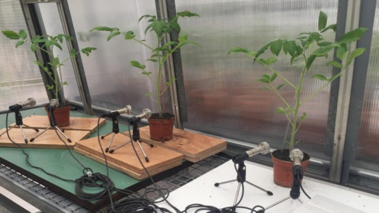 Plantas estresadas emiten sonidos que se detectan a más de un metro