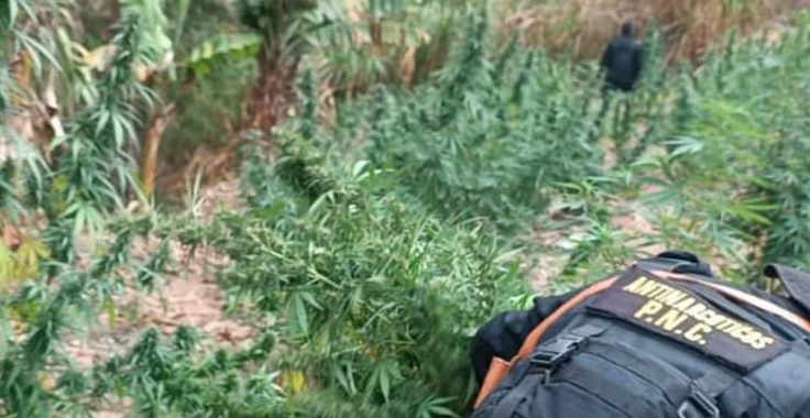 PNC erradica más de 21 mil matas de marihuana en una semana