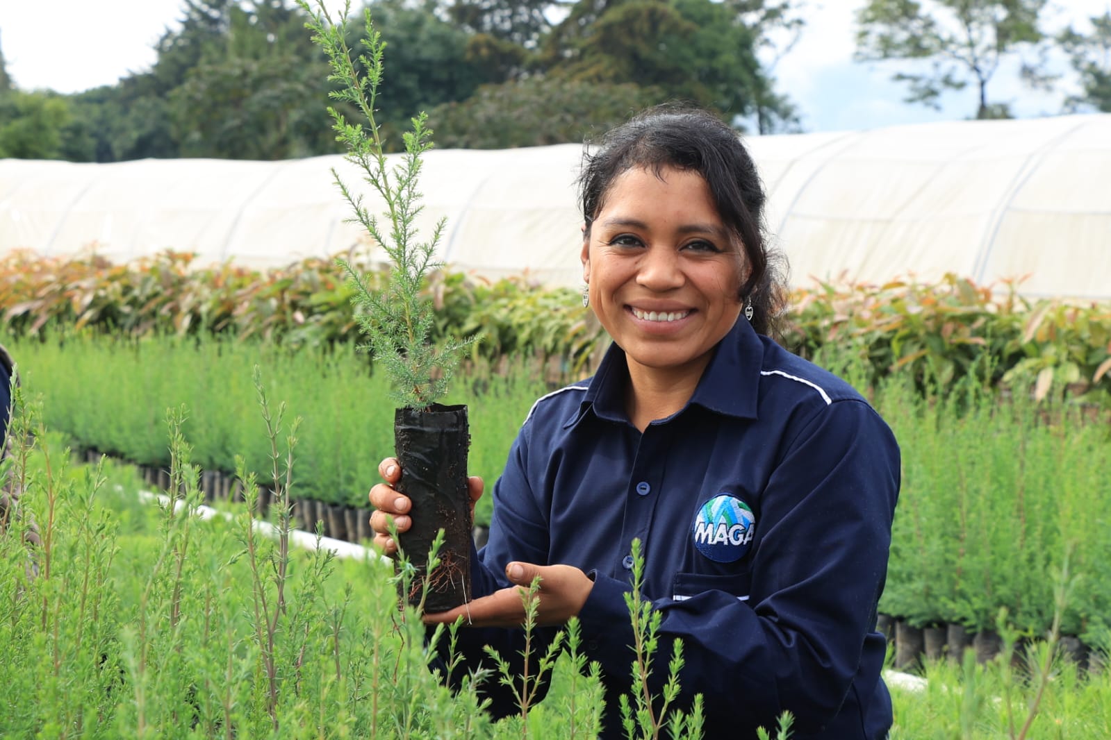 Comienza producción de 500 mil plantas forestales en Petén