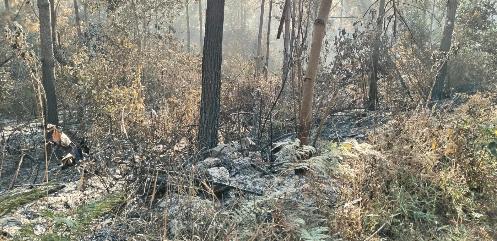 Instan a prevenir incendios forestales