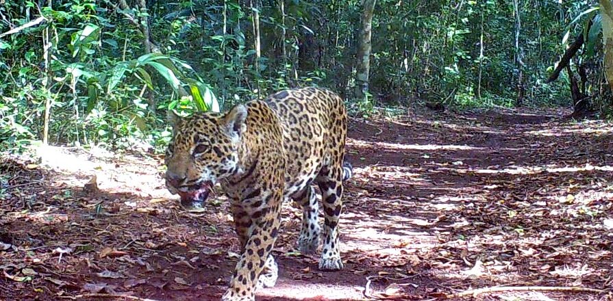 Conap vela por la vida silvestre en Petén