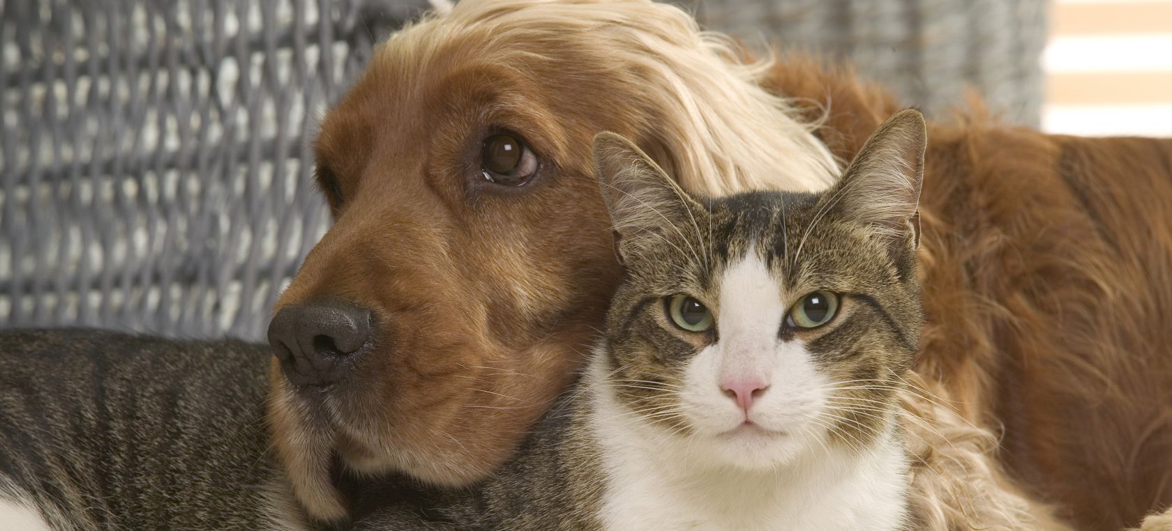 Tener perro o gato se asocia con menos alergias alimentarias en niños